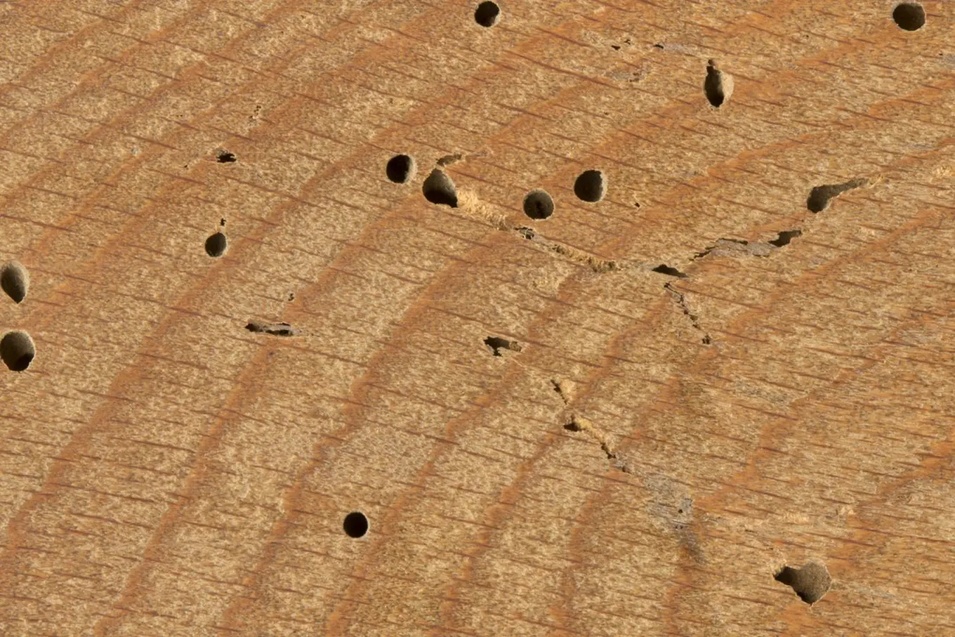 ślady po termitach na drewnie